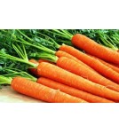 Семена . Морковь Берликум Роял (5551) (партия 100 гр)